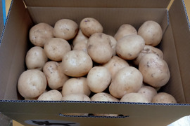 新じゃがいも沖永良部島産　3キロ