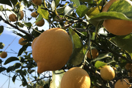 訳あり◆農薬不使用◆広島レモン　2kg