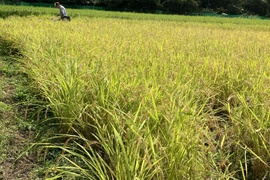 【令和７年新米】ササニシキ白米10kg☆天日干し自然栽培