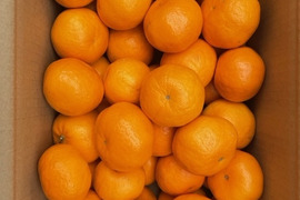 倉橋ミカン食べてクレ園の、はるみ(約5kg)広島県 倉橋島はるみ