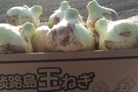 【夜市限定】【淡路島玉ねぎ】淡路島新玉ねぎ5kg