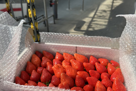 お得【訳ありお買い得！】サイズ、品種お任せ！不揃いイチゴ