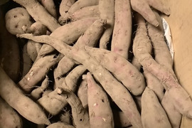 【栽培期間中農薬不使用・自然栽培】　規格外サツマイモ　極スリム・ミニ　紅あずま（3㎏）
