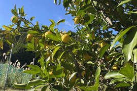 完熟！スダチ味噌145gとスダチジャム175gのセットで