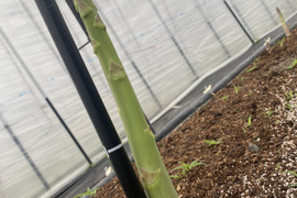 水の都 熊本の渓谷育ち｜甘み溢れる「極太」アスパラガス 500g