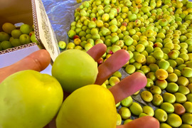 2日間の限定販売！！樹上の自然完熟！【西果樹園の南高梅】５ｋｇ