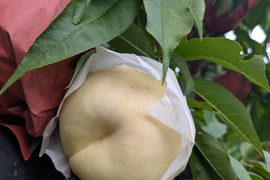CXの通販｜桃｜食べチョク｜産地直送(産直)お取り寄せ通販 - 農家