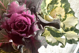 【葉牡丹／紅白／４本】畑からそのまま、土付きでお届けします。生命力あふれる葉牡丹は、切花でも元気。鉢に植え替えれば、さらに長く楽しめます。「育てる楽しみ」と「飾る楽しみ」を一緒にどうぞ。