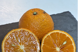 【家庭用】春に楽しむ、さっぱりジューシーなみかん、南津海（なつみ）。