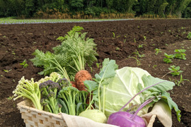 【アワード受賞福袋】有機野菜セット９品