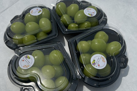 【ワケあり】旬を先取り！ハウス栽培シャインマスカット！（ご家庭用・150g×4Ｐ）