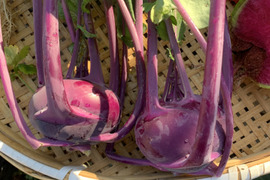 農薬不使用　イタリア野菜　コールラビ　600グラムほど