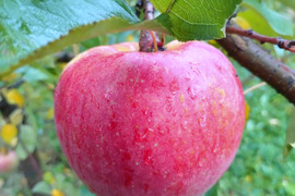 うだでぐ、どってんしてまる！りんご葉取らず美丘3キロ箱良品物でました。