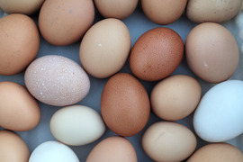 平飼いの色々な卵10個とキクイモの新芽1キロのセット野菜セット