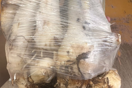 里芋株 里芋 お盆 芋　お供物 株付き 芋煮　2袋入り