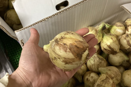 潮風育ち最終小玉新玉ねぎ1.5kg７００円15セット限定販売　【7セットまで送料そのまま同梱OK、せとか　ヒジキ　常温品は送料アップなし！！】【すぐ発送1５セットのみ売切れ終了】