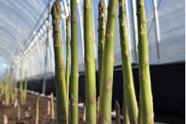 【登録記念SALE🎊】那須塩原産アスパラガス｜500g｜朝採れ｜食べ比べセット｜M～２L｜じゅわっと春のごちそう