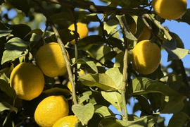 佐賀県太良町産レモン1.5kg
