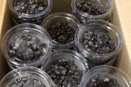 自然栽培黒千石大豆納豆10個