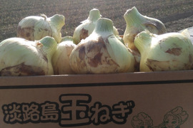 【旬を堪能！！】淡路島産レタス2玉・新玉ねぎ3kgセット