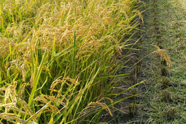 2025年産もち米（モチミノリ）2.1kg　白米