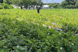 きたあかり【味が濃い！】ジャガイモ★3kg【農薬も化学肥料不使用】