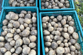 寄居発 採れたてじゃが芋男爵2kg
