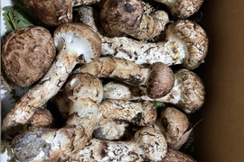 早期予約！松茸200g：岩手県産の野菜｜食べチョク｜産地直送