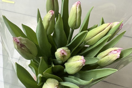 【期間限定】日持ち処理済！新潟の『チューリップ』切花（白に桃/白に桃）各10本