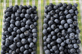 【生食用】つくば産 大粒で甘〜いラビットアイ系ブルーベリー 1kg(500g×2パック)《 8月末まで出荷可能》