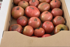 【訳有り品】規格外トマト約20キロ