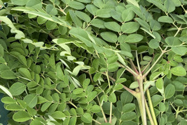 100g 奇跡の木　最強のスーパーフード　生モリンガ　【赤穂産】