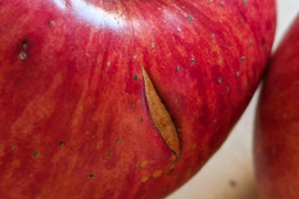 りんご　ふじ　約６８％　農薬カット　18個くらい　中、小玉　キズ等、黒点、虫食い混じり有り