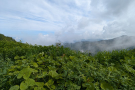山ふき　約1kｇ程度　サイズバラバラ　 背丈20-30センチ　葉無しの茎のみで送ります。