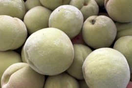 青桃１kg(10～20個）・Quả đào xanh
