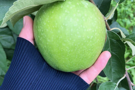 さわやかな青りんご グラニースミス (5kg)