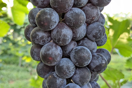 【低農薬栽培】あふれる果汁で濃厚な甘み！加西ゴールデンベリーA（２kg前後）