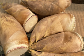 ２０２６年収穫分・静岡市産！朝掘りたけのこ　2ｋｇ入り