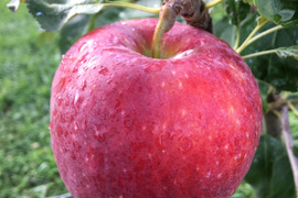売り切れ　シナノリップ 贈答品（7~10玉）✨最新品種8月お届けの夏りんご！