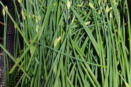✨🥬【季節限定】シャキッと甘い花ニラ（ニラの花芽）約200g｜炒め物・おひたしに｜農薬・化成肥料不使用🥬✨