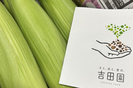 朝採れ　とうもろこし　6本