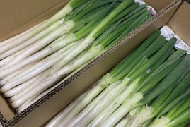 【訳アリ】＊秋田県産秋冬ねぎ＊  5㎏