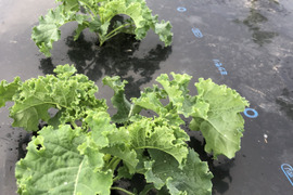 緑の奇跡、腐植の力―自然と共鳴するカリーノケール　栽培期間中農薬不使用　1,000g　農薬・除草剤・化学肥料不使用栽培