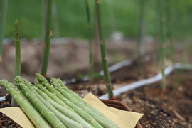 【極太アスパラ】さぬきのめざめ30cm！甘くて柔らか香川県産たっぷり1kg