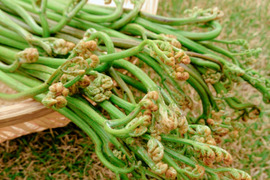 【m.h様専用商品】新潟県妙高市産 天然 山菜詰め合わせ500g・わらび1kg