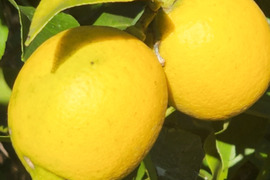 幸せの黄色いレモン娘(栽培期間中農薬不使用・有機肥料・ノーワックス)皮まで食べて❗(5～6個入り)