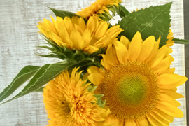 【ひまわり５本】ひまわり&ふわふわモコモコのテディベア（希少）登場！インパクトありあり！