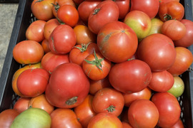 【加工用】トマト約4kg (約18〜40.玉)【福岡県産トマト】🍅  【母の日ギフト】