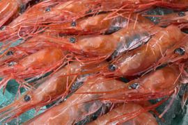 甘味が最高！『南蛮エビ』約1kgセット(340g×3P) 新潟県村上市