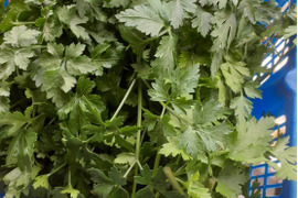 イタリアンパセリ 200g　自然の魔法―腐植が紡ぐ究極のイタリアンパセリ  化学肥料・化学農薬・除草剤不使用　200g